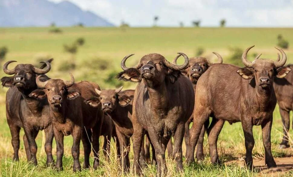 National Parks in Uganda