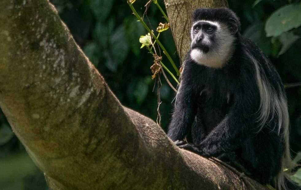 Kibale Forest - Popular National Park destination in Uganda for safari and adventure tours